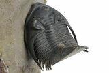 Flying Zlichovaspis Trilobite - Atchana, Morocco #348376-6